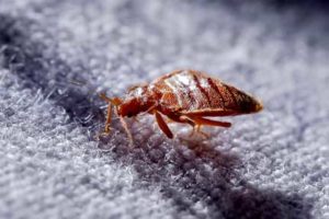 Carpet Cleaning Pros Tempe Carpet Pests