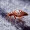 Carpet Pests That Can Damage Your Carpet